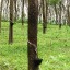Plantatie de arbori de cauciuc in India